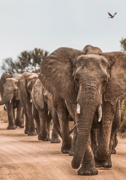 elephants