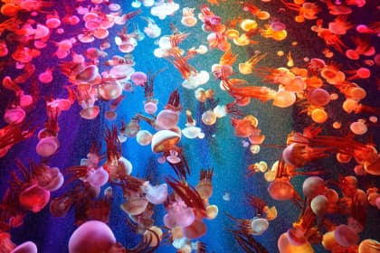 jellyfish