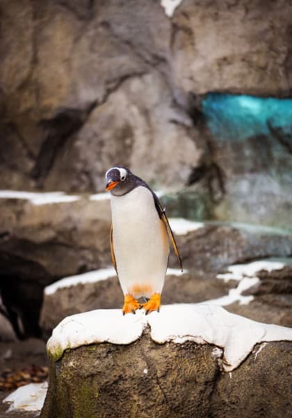 penguin