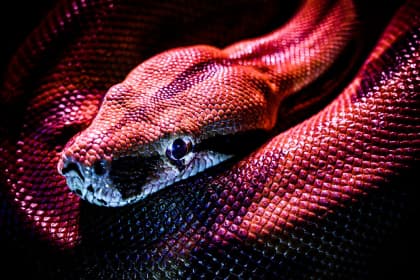 snake