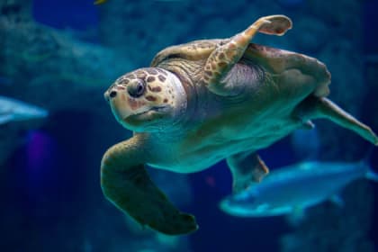 turtle