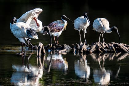 water-birds
