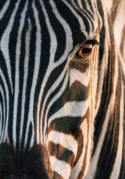 zebra